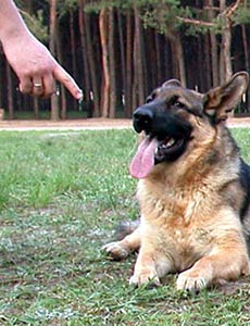 Язык тела собаки/K-9 Aus Sursko-Litovsk